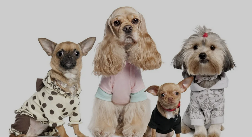 Pet Supplies