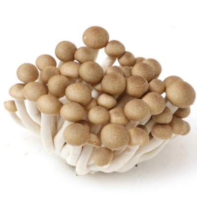 完箱新鮮棕色玉菇 shimeji mushroom 10x100g YuG
