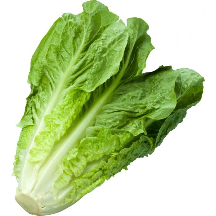 生菜 ROMAINE LUTTICE   ShengC