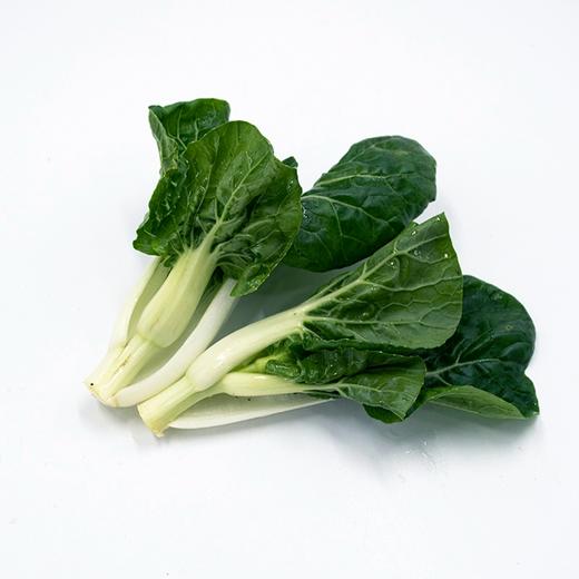 完箱小白菜苗 CHINESE PAK CHOI MIAO PCM  XiaoBCM