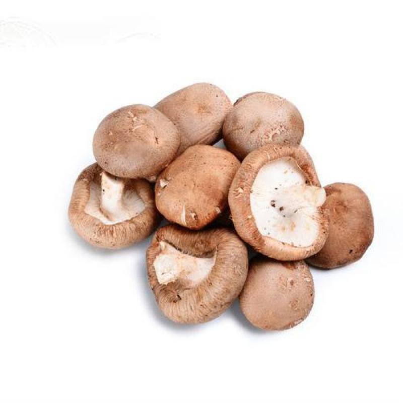 XXXXX香蘑菇 SHIITAKE  mushroom  MoG XXX