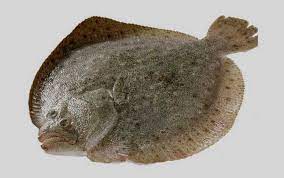 鲜养多宝鱼 Turbot Fish ( Farm Fresh) 1.5--2.0kg DuoBY