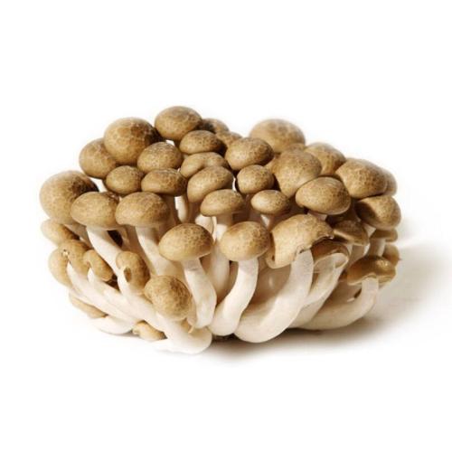 完箱新鮮蟹味菇 shimeji mushroom 10x100g XieWG