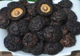 黑蘑菇 Chestnut mushroom  HeiMG XXX
