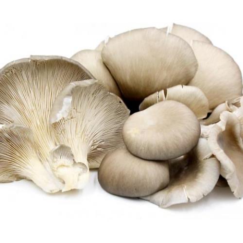 完箱蚝菇 OYSTER MUSHROOM P/P -6X340GM  HaoG
