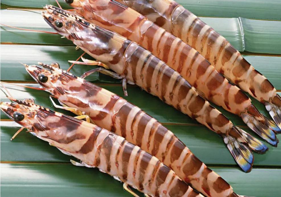 有头老虎虾 ALL 8/12 H/O S/O  TIGER PRAWN 1KG/PACK (600GN)【10盒/箱 】 DongXh