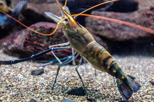 淡水有头龙虾 ALL U2 FROZEN FRESH WATER KING PRAWN 500G 【10盒/箱】 DongX